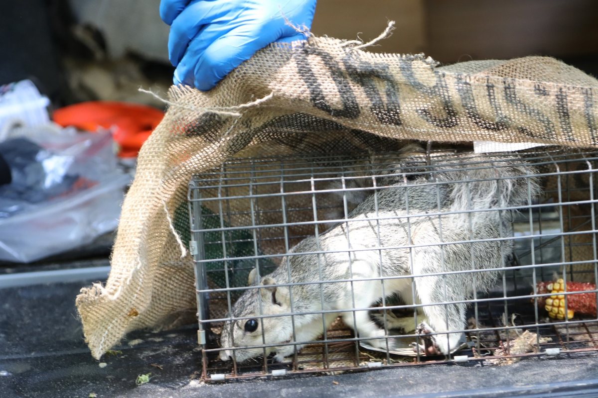 Squirrel in a live-capture trap